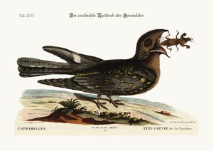 Il succhicapre della Carolina, 1749-73 da Mark Catesby